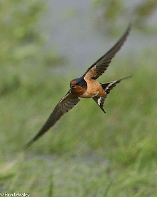 Barn Swallow gallery image