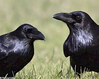 Common Raven gallery image