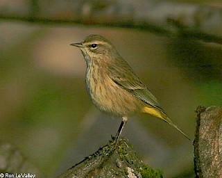 Palm Warbler gallery image