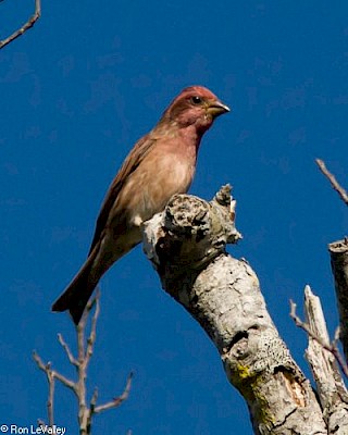 Purple Finch (male) gallery image