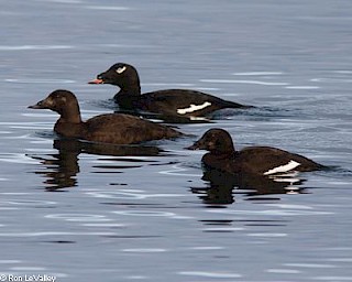 White-winged Scoter gallery image