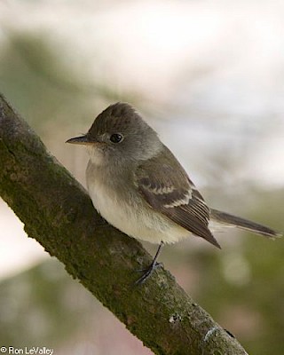 Willow Flycatcher gallery image