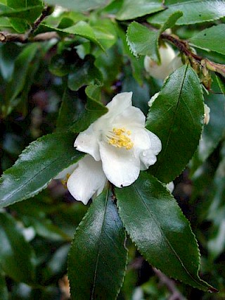 Camellia forrestii gallery image