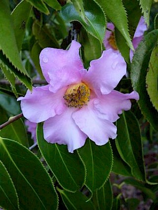 Camellia lapidea gallery image