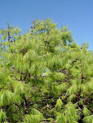 Pinus lumhotzii gallery image